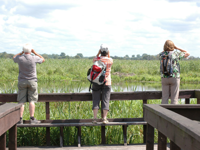 Naturbeobachtung im Biebrza-Nationalpark Drei Wanderer beobachten auf einer Bank mit jeweils einem Fernrohr die Natur und die Tier