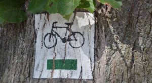 Aufnahme eines Baums und auf dem Baum ist ein Fahrrad und darunter ein grüner Balken auf weißem Hintergrund abgebildet