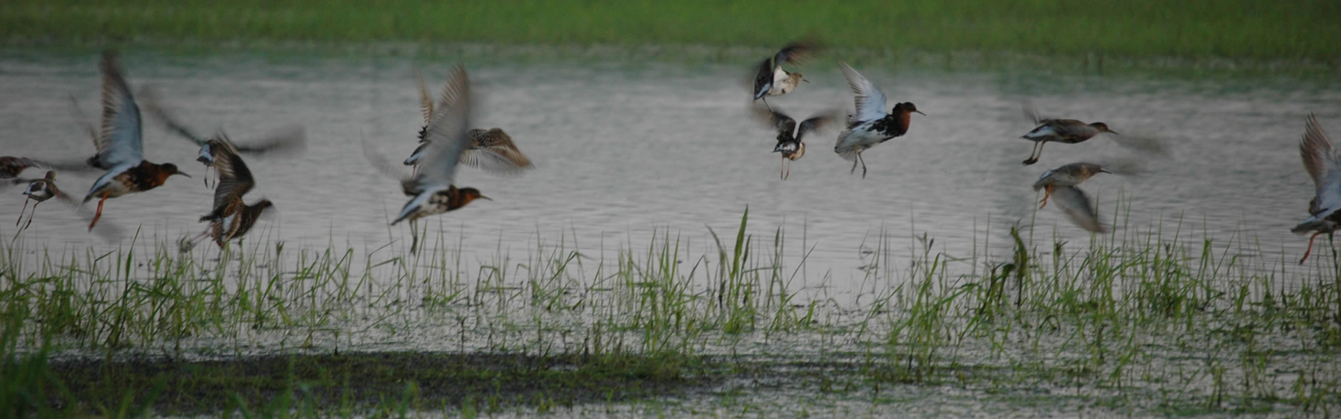 Enten und Vögel fliegen knapp über einem See in Polen und suchen nach Nahrung