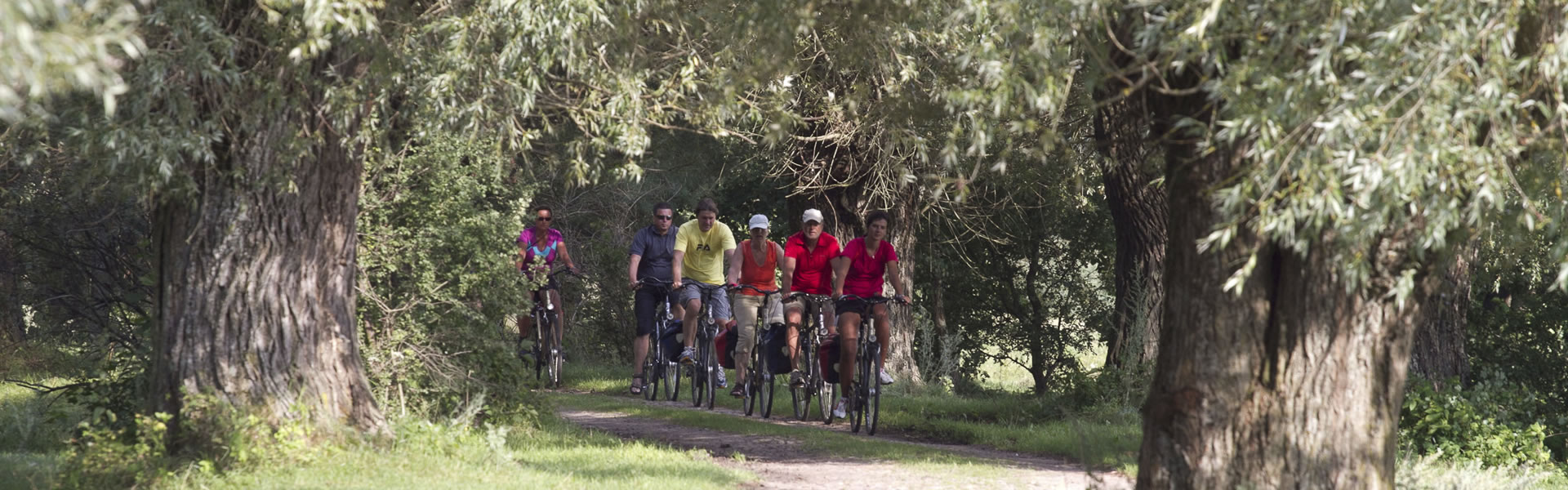 Eine Gruppe von Radfahrern fahren durch einen Wald auf einer Straße im Sommer