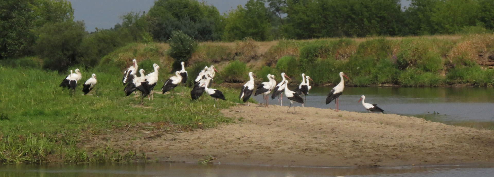 Aktivurlaub von Wanderungen bis Radreisen - durch die Masuren, das Baltikum, Nationalparks & viele mehr! Eine Gruppe von Störchen stehen am Ufer und schauen auf einen See in Polen
