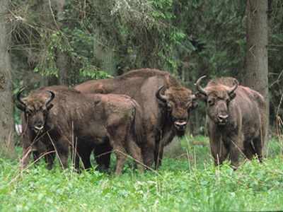 Radtour im Bialowieza-Urwald